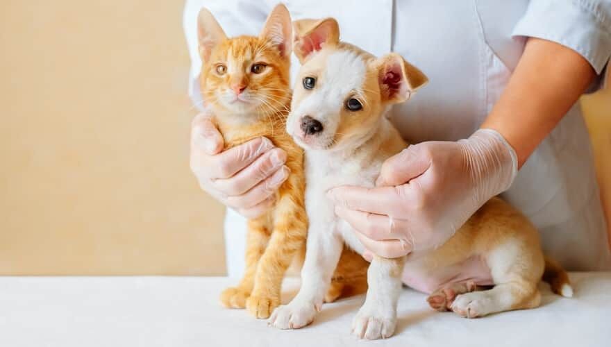 Imagem ilustrativa da notícia: Plano e assistência veterinária chega ao Pará