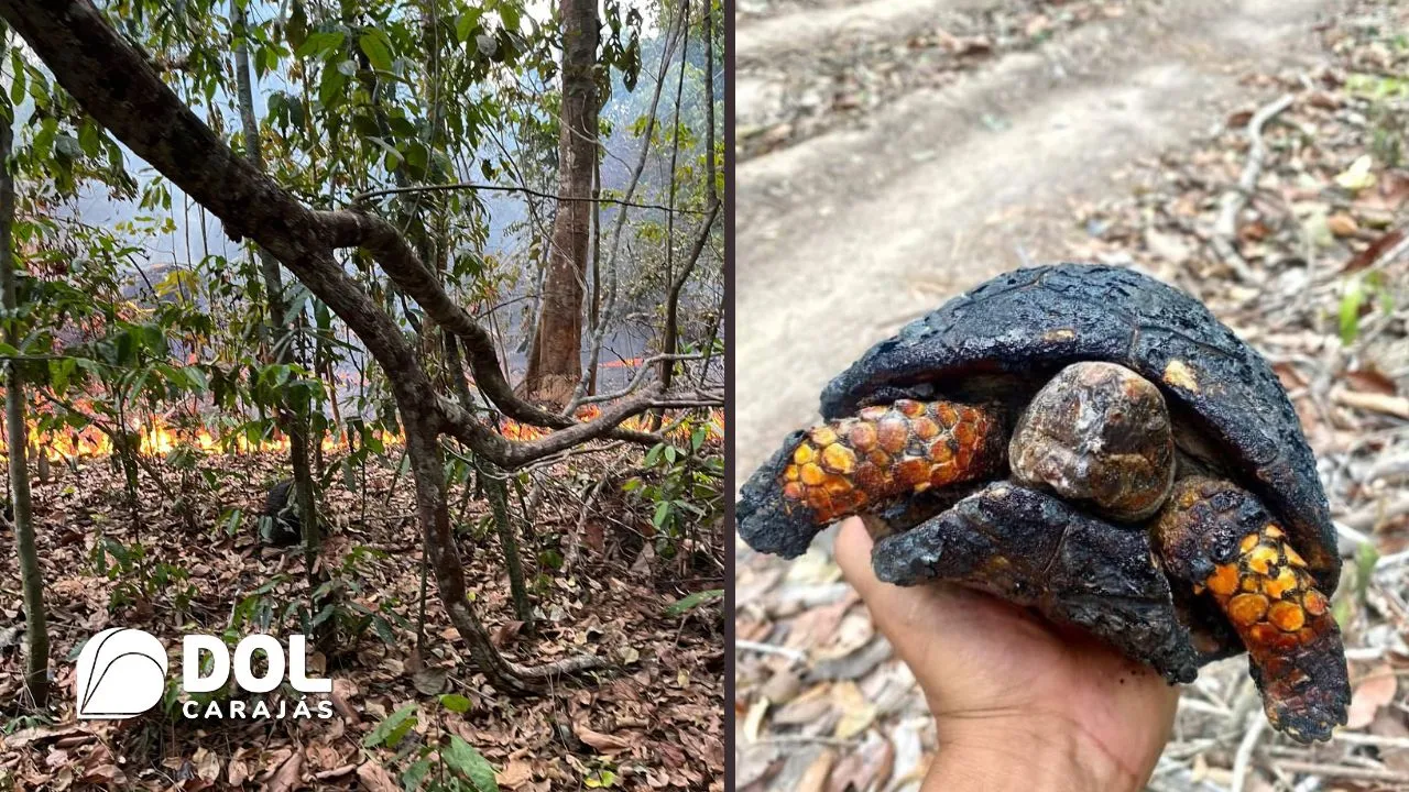 Animais silvestres estão sendo consumidos pelo fogo na reserva índigena