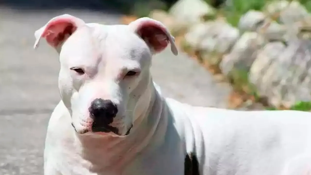 Criança de 1 ano e 8 meses em estado grave após ataque de pitbull em Parauapebas