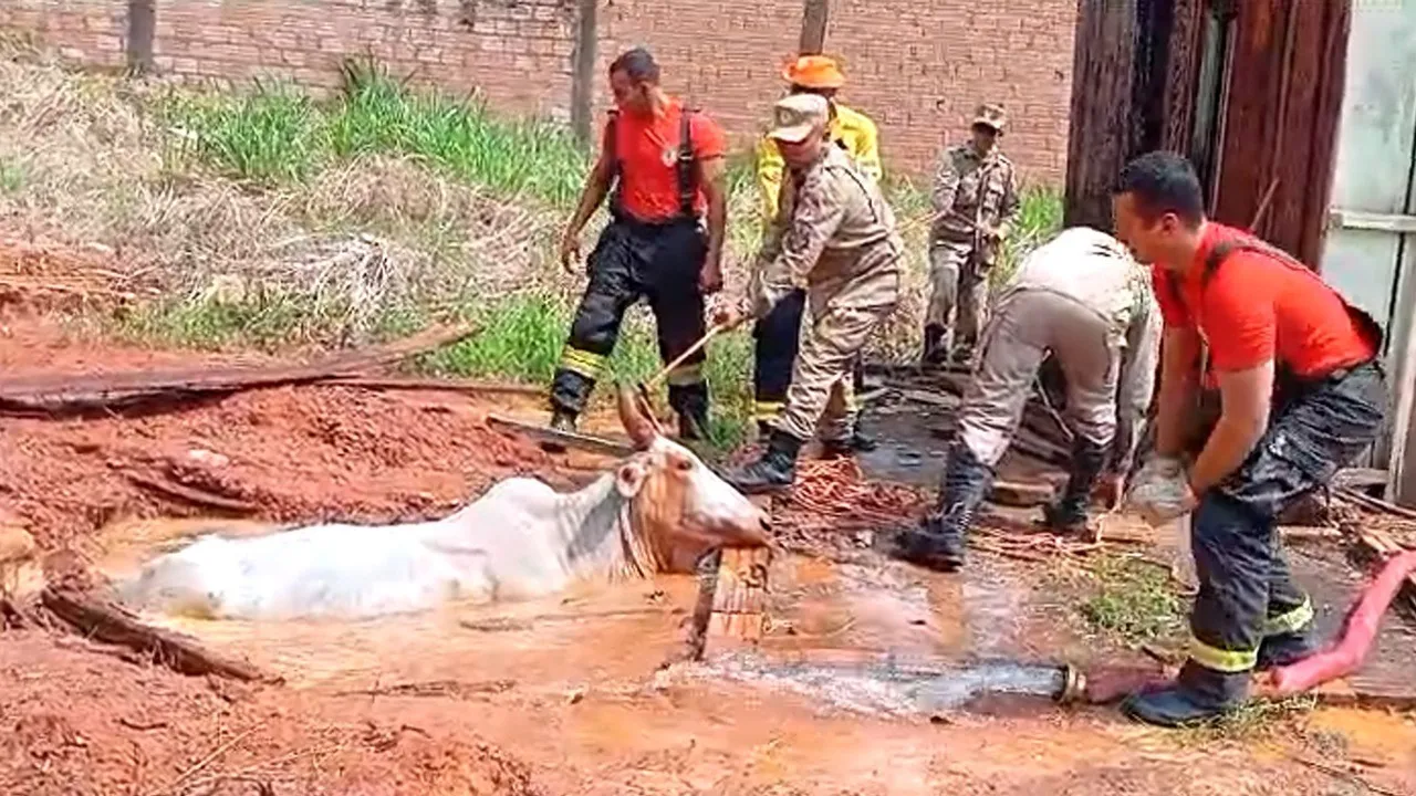 O animal que ficou parcialmente coberto pela água foi retirado pelos bombeiros com auxílio de uma corda