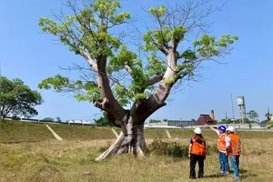 Técnicos avaliam árvores que foram transplantadas para outros locais como a Samaumeira que hoje está na área do viaduto do Coqueiro