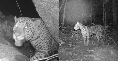 Onça-pintada e jagatirica foram avistadas caminhando na região do Médio Xingu, no sudoeste do Pará