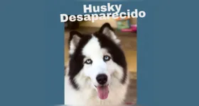 Husky Siberiano, batizado pelo nome de Frederico está desaparecido.