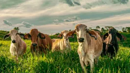 Durante o evento haverá  a entrega de certificados que permitirão o retorno de produtores rurais ao mercado da carne formal