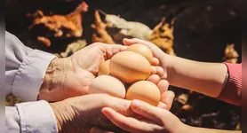 A teoria predominante até agora sugere que o ovo veio antes da galinha.