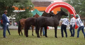 A equinocultura é um segmento de grande relevância no agronegócio brasileiro, movimentando aproximadamente R$ 8,5 bilhões por ano