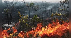 Incêndios teriam motivação criminosa