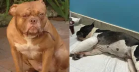 Cachorro pit bull foi o responsável pelos ferimentos na cadela de dona revoltada com a situação em Belém