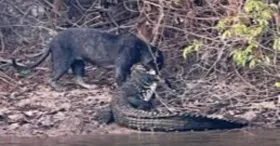 Onça-preta atacou jacaré-açu em rio do Pará