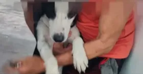 Vídeo dos abusos contra os animais foi compartilhado com a Polícia Civil, que foi até o local e efetuou a prisão do idoso.