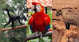 Animais acolhidos no Bioparque Amazônia, com espécies nativas da Floresta Nacional de Carajás, em um espaço dedicado à conservação e educação ambiental.