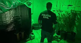 Mudas de maconha eram cultivadas em ambiente especial dentro da casa em Ananindeua