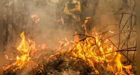 O bioma mais afetado no mês de agosto foi o Cerrado, com 2,4 milhões de hectares.