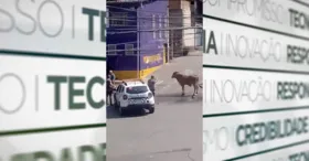 Polícia Militar disse que animal "apresentava riscos".