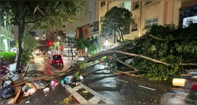 Uma das vítimas morreu em Diadema, na Grande São Paulo, após ter sido atingida pela queda de uma árvore.