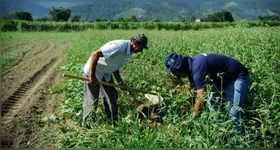 No Brasil, a Agricultura familiar é responsável por 70% dos alimentos que são consumidos no país.