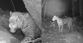 Onça-pintada e jagatirica foram avistadas caminhando na região do Médio Xingu, no sudoeste do Pará