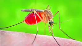 A febre oropouche é transmitida pelo mosquito popularmente conhecido como maruim