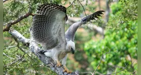 Gavião-real (harpia harpyja), animal ameaçado de extinção, é uma das espécies que já teve seu mapeamento genético iniciado.