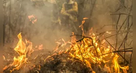 O combate não tem sido o suficiente, aponta boletim