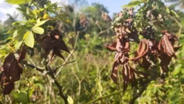 O fungo Ceratobasidium theobromae (Rhizoctonia theobromae) tem causado problemas sobretudo na região do Oiapoque