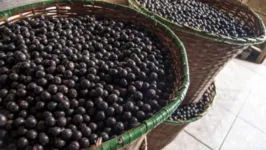 Presente no dia a dia do paraense, o açaí também pode ter o caroço reaproveitado como biocarbono.