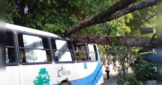 Imagem ilustrativa da notícia Árvore cai e atinge ônibus e carro na Almirante Barroso
