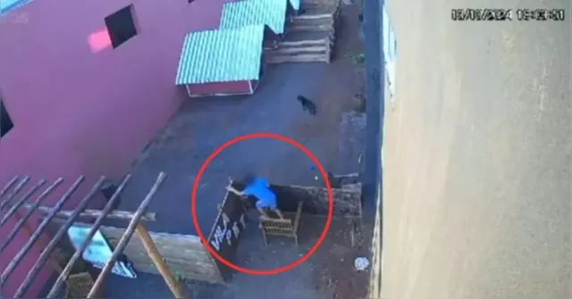 Imagem ilustrativa da notícia Criança mata 23 animais após invadir hospital veterinário