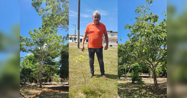 Imagem ilustrativa da notícia "Plantadores de floresta" cultivam ipês para o futuro