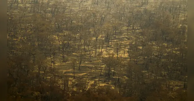 Imagem ilustrativa da notícia Multas contra incêndios criminosos somam R$ 224 milhões