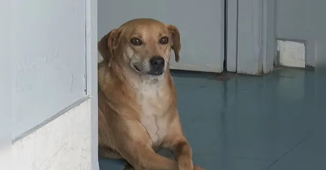 Imagem ilustrativa da notícia Cachorro espera por dona que morreu há 8 anos em hospital