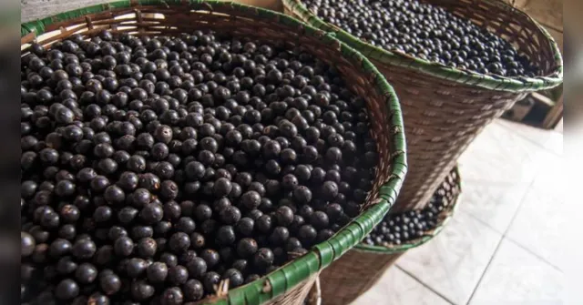 Imagem ilustrativa da notícia Reutilização do caroço de açaí é fonte de renda no Pará