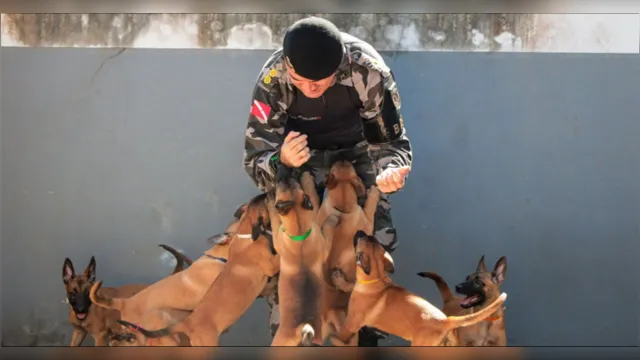 Imagem ilustrativa da notícia Veja como votar para escolher os nomes dos cães da PM