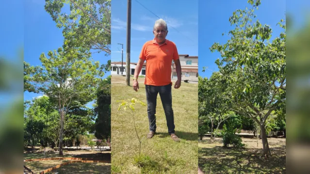 Imagem ilustrativa da notícia "Plantadores de floresta" cultivam ipês para o futuro