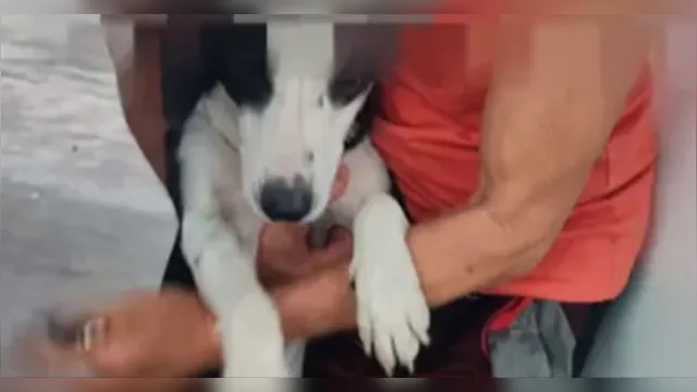 Imagem ilustrativa da notícia Idoso é preso em flagrante por estuprar três cadelas
