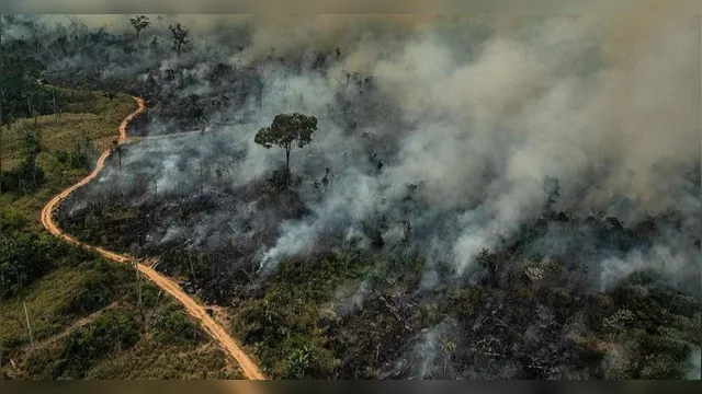 Imagem ilustrativa da notícia São Félix do Xingu lidera incêndios há semanas no Brasil