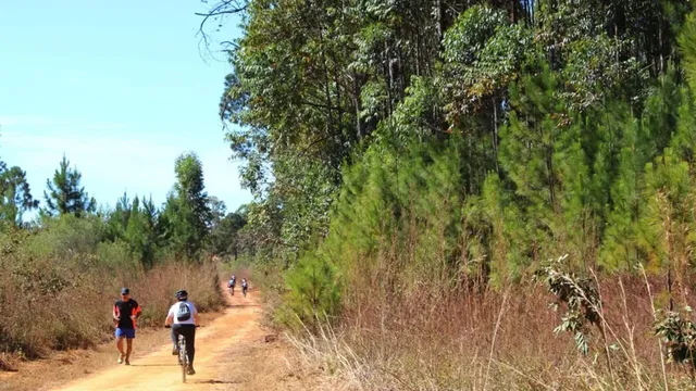 Imagem ilustrativa da notícia ICMBio convoca voluntários para recuperar a floresta nacional