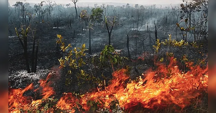 Imagem ilustrativa da notícia Agosto tem queimadas sem controle na Amazônia