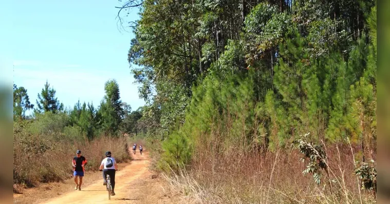 Imagem ilustrativa da notícia ICMBio convoca voluntários para recuperar a floresta nacional