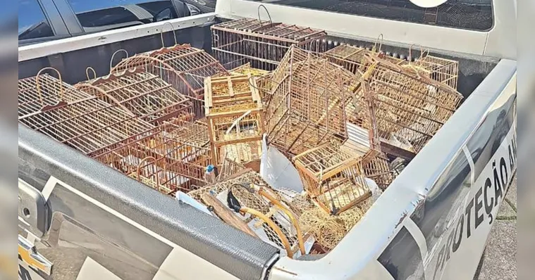 Imagem ilustrativa da notícia PC resgata 52 aves e um cachorro durante operação