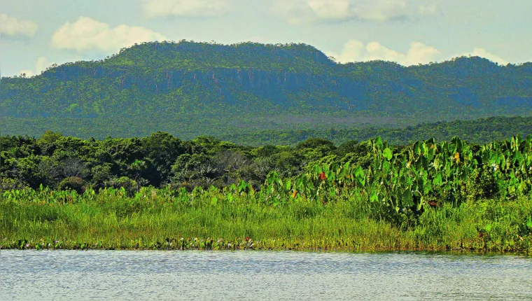 Imagem ilustrativa da notícia Pará reduz em 42% os alertas de desmatamento em um ano