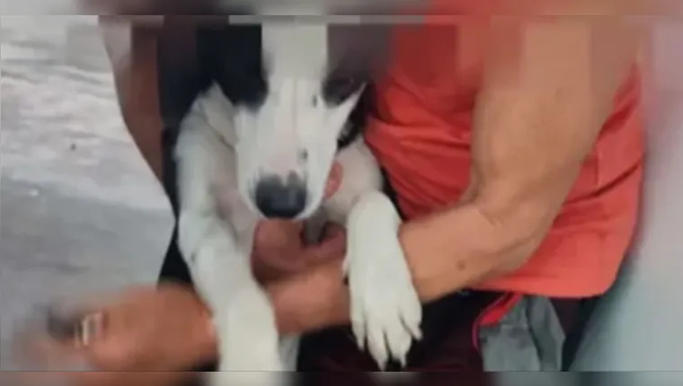 Imagem ilustrativa da notícia Idoso é preso em flagrante por estuprar três cadelas