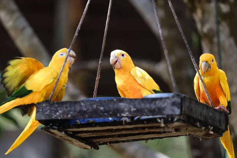 Pará se torna referência na região amazônica