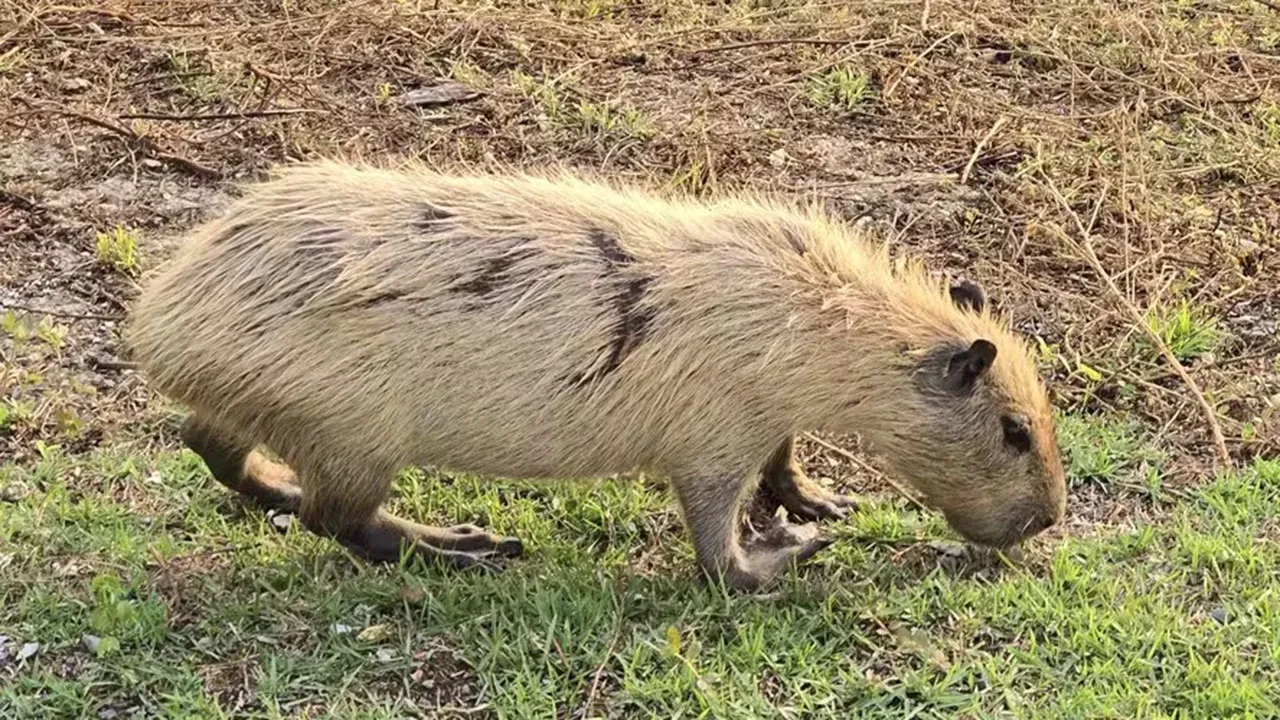 Capivara loura pelo sol no Pantanal, em Poconé (MT)