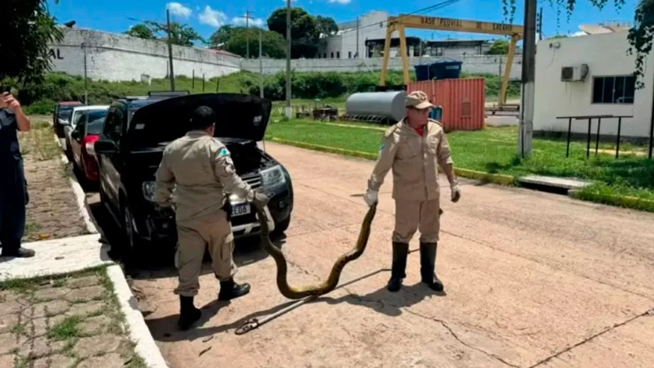 Os bombeiros usaram uma vara para retirar o animal