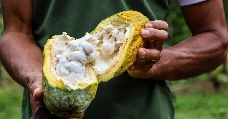 Para qualificar ainda mais a produção cacaueira, Altamira recebeu quatro dias de workshop.