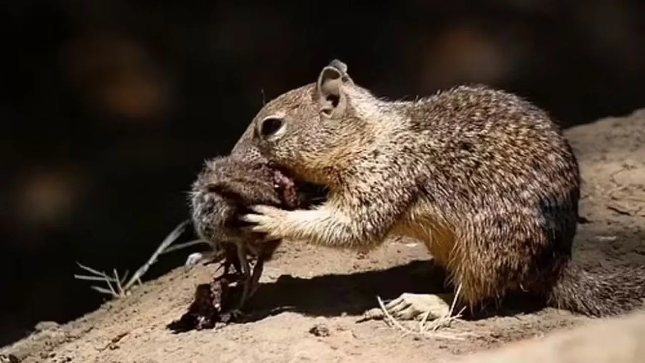 Pesquisadores observaram esquilos se alimentando de pequenos roedores na Califórnia