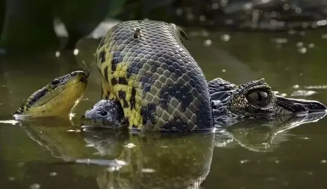 Registro feito no Pantanal de Mato Grosso do Sul que ganhou uma das categorias