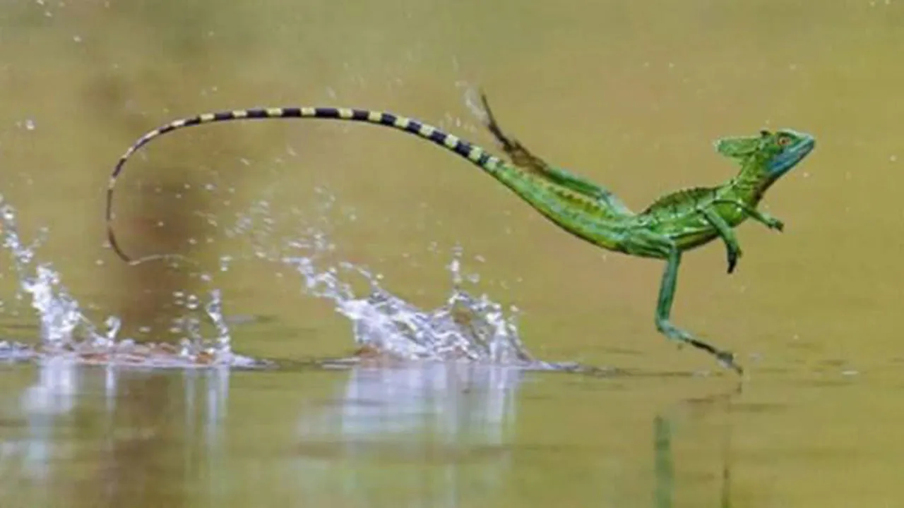 O basilsco, conhecido como "lagarto Jesus"