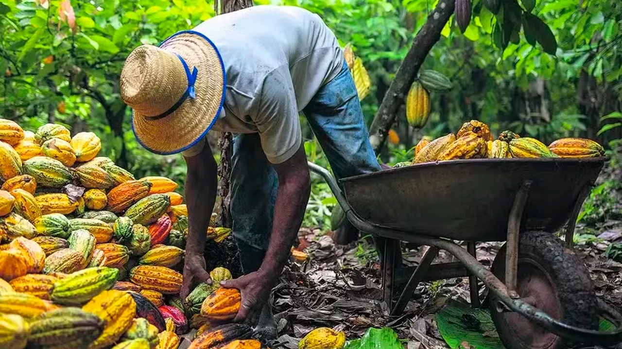 A produção no Pará está concentrada, principalmente, ao longo da Transamazônica, entre os municípios de Novo Repartimento e Trairão, que juntos representam 87% da produção estadual.